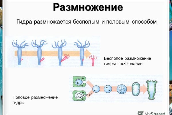 Кракен 12 сайт