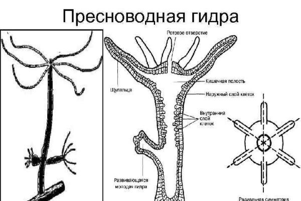 Рабочая ссылка на кракен